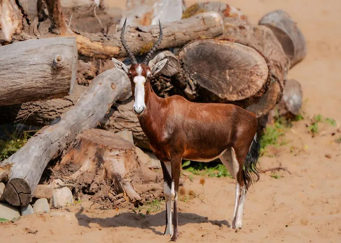 The Reserve At Chester Zoo